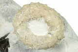 Cretaceous Sea Urchin Fossil on Flint Chert - England #251742-1